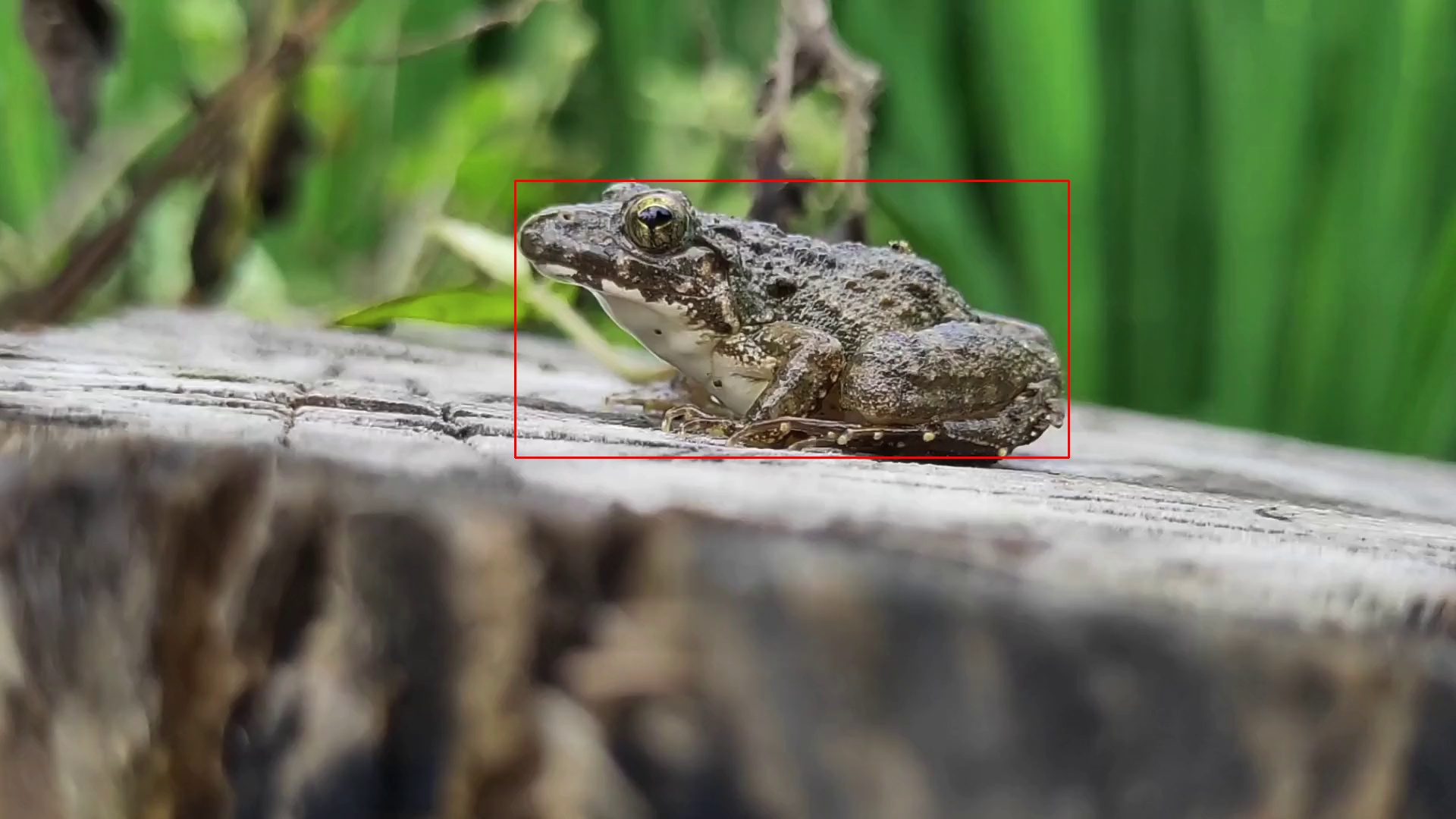 Marsh Frog